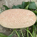 Halloween Pumpkin, 10 Seeds
