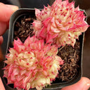 Echeveria 'Beninoturu', 2pcs x 1-head