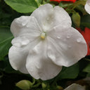 Salsa Mix Impatiens Walleriana, 5 Seeds