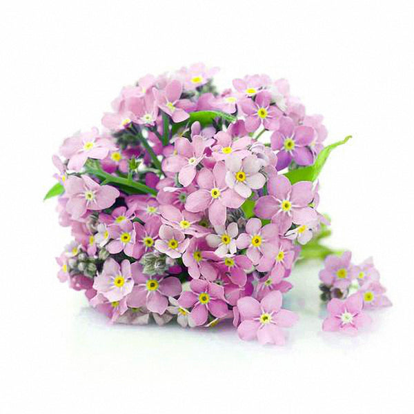 Pink Alpine forget-me-not Seeds, 200 Seeds