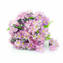 Pink Alpine forget-me-not Seeds, 200 Seeds