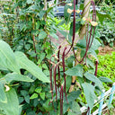Chunqiu Red Cowpea Seeds, 20g