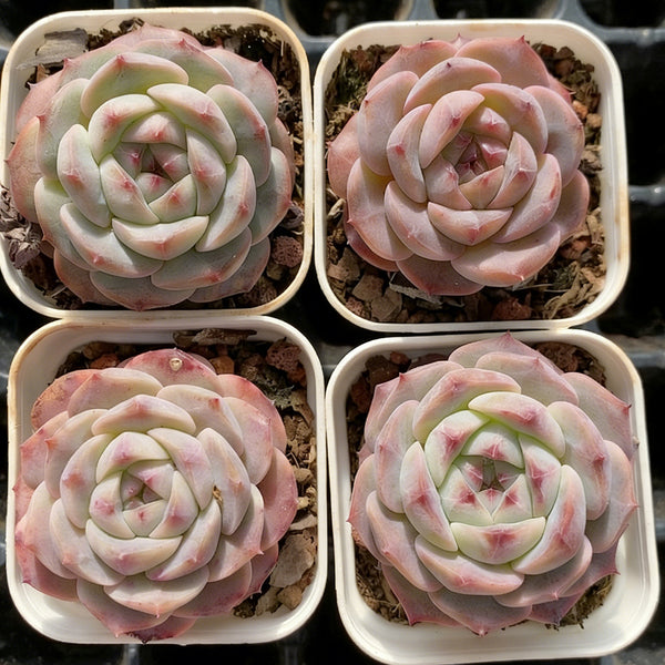 Echeveria cv. 'Moon Star', 3pcs x 1-head