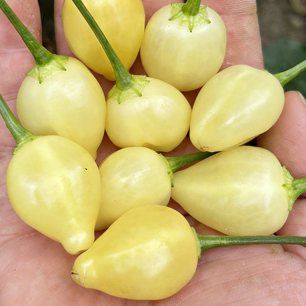 Seven-Colored Pickling Pepper, 100 Seeds