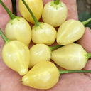 Seven-Colored Pickling Pepper, 100 Seeds