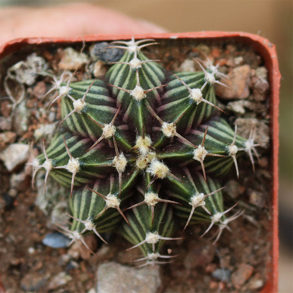 Gymnocalycium hybrid 'Rib Peony', 3-4cm