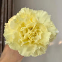 Yellow Carnation, 10 Seeds