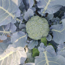 Japanese Broccoli Seeds, 100 Seeds