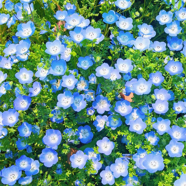 Hezhichun Baby Blue Eyes, 30 Seeds