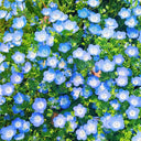 Hezhichun Baby Blue Eyes, 30 Seeds