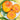 97 Honey Giant Tomato, 5 Seeds