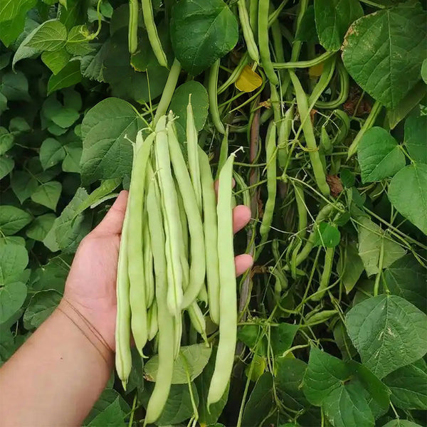 'Shuangqing No.38' Green Bean Seeds, 25g