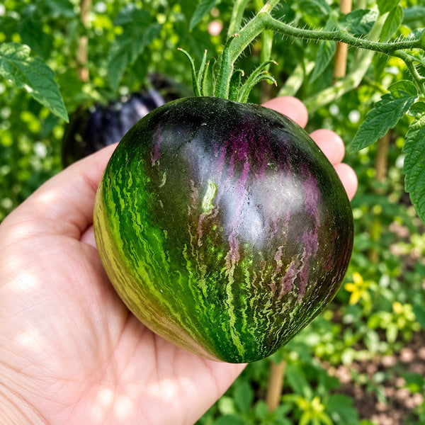 441 Rebel Starfighter VT16 Tomato, 5 Seeds