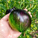 441 Rebel Starfighter VT16 Tomato, 5 Seeds