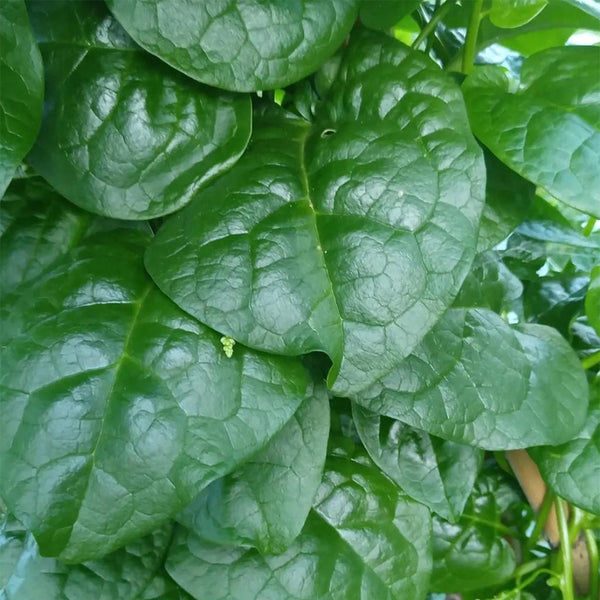 'Nongdianzan' Creamy Malabar Spinach Seeds, 10g