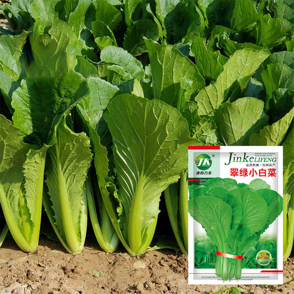 Emerald Green Baby Bok Choy Seeds, 5 × 10g Bags