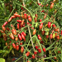 606 Eden No. 3 Dwarf Cherry Tomato, 3 Seeds
