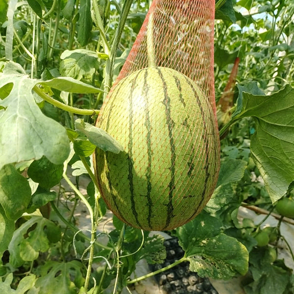 Xiaofeng Watermelon, 10 Seeds