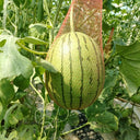 Xiaofeng Watermelon, 10 Seeds