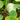 Large White Flat-Seeded Pumpkin, 15 Seeds