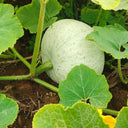 Large White Flat-Seeded Pumpkin, 15 Seeds