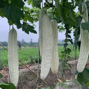 White Jade Bitter Gourd Seeds, 10g