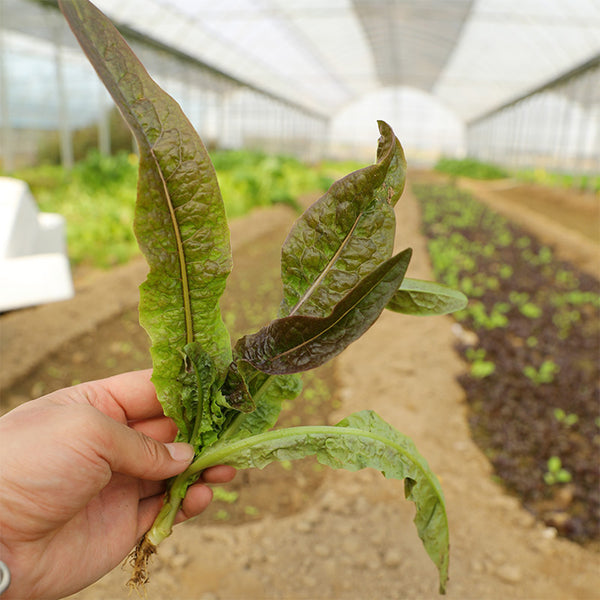 Jiemei Red Leaf Lettuce, 2000 Seeds