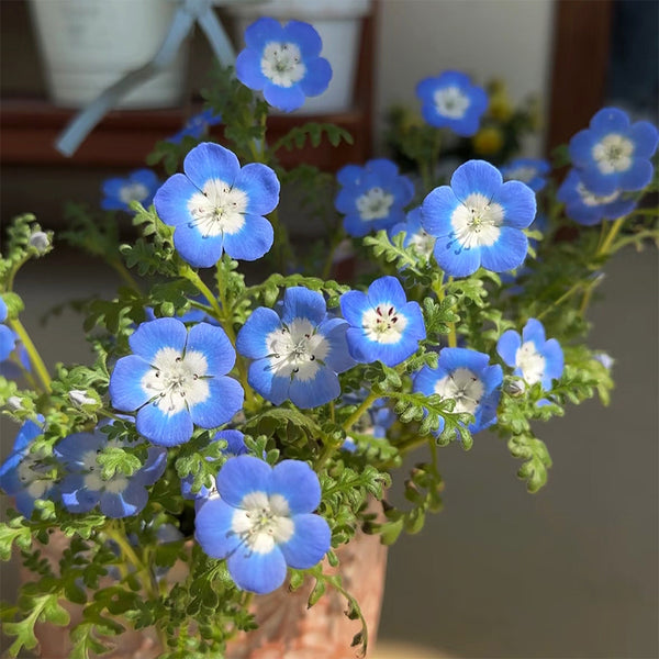 Hezhichun Baby Blue Eyes, 30 Seeds