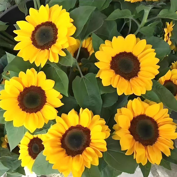 Chihuahua Dwarf Ornamental Sunflower Seeds, 3g