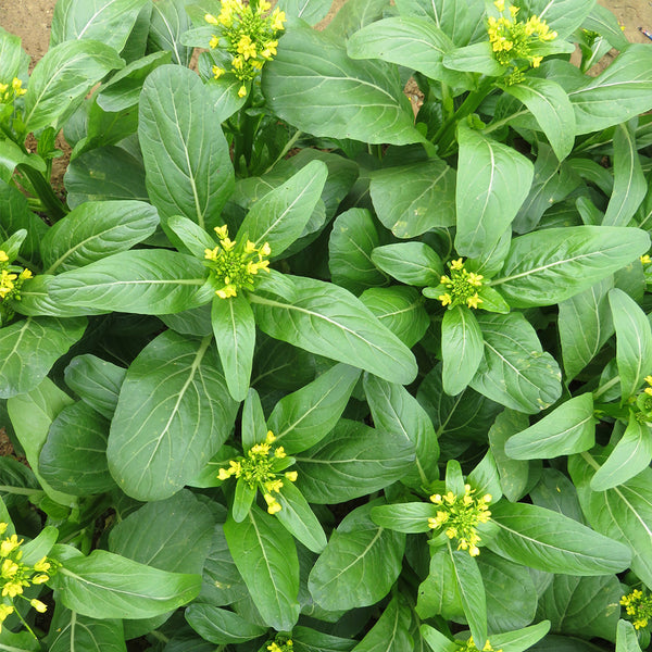 'Sijiu' No-Fiber Pointed-Leaf Choy Sum