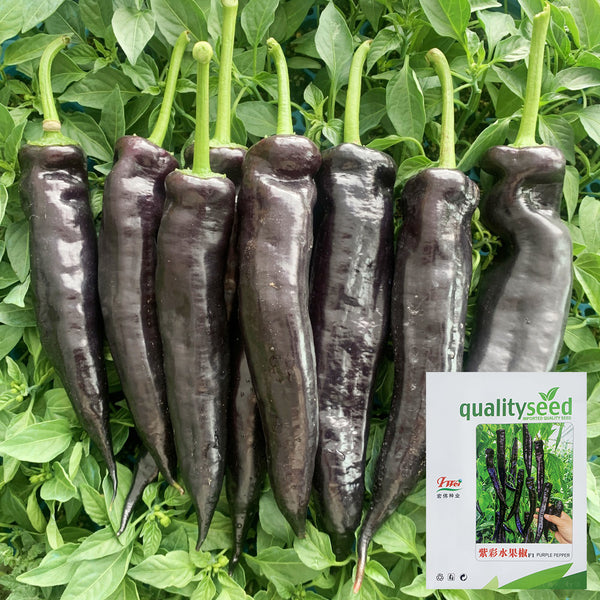 Purple Pepper Seeds (F1 Hybrid), 20 Seeds