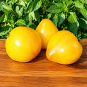 343 Midnight Sun Tomato, 3 Seeds