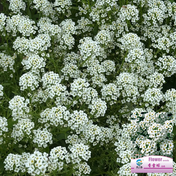 White Sweet Alyssum, 1g