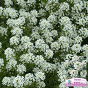 White Sweet Alyssum, 1g