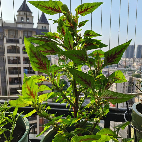 Willow-Leaf Red Amaranth Seeds, 10g