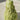 Long Knobbly Gourd, 5 Seeds