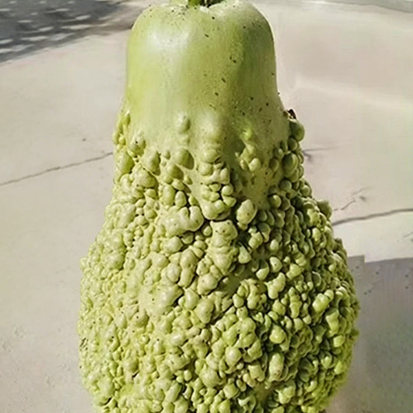 Long Knobbly Gourd, 5 Seeds