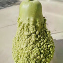 Long Knobbly Gourd, 5 Seeds