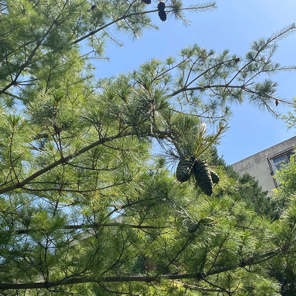 Huashan Pine, 50 Seeds