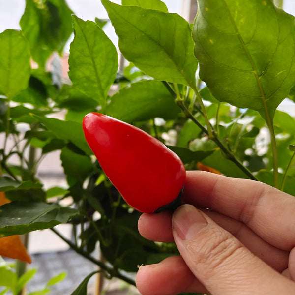 Mini Red Sweet Pepper, 10 Seeds