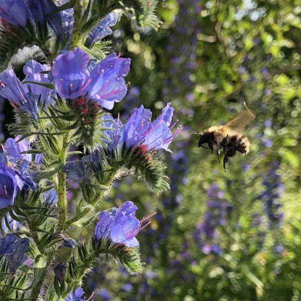 Viper's Bugloss Seeds, 200 Seeds