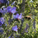 Viper's Bugloss Seeds, 200 Seeds