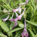 Yanhusuo Seeds, 50 Seeds