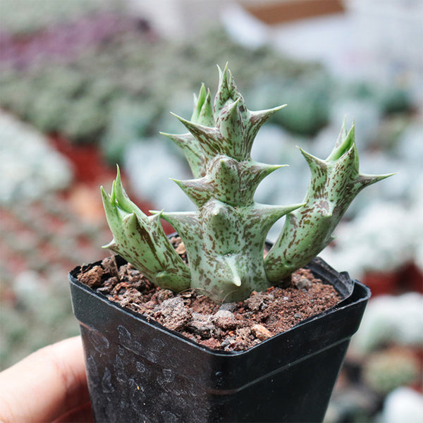 3Pcs Caralluma hesperidum, 3-4cm