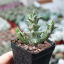 3Pcs Caralluma hesperidum, 3-4cm