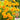 Coreopsis, 1g
