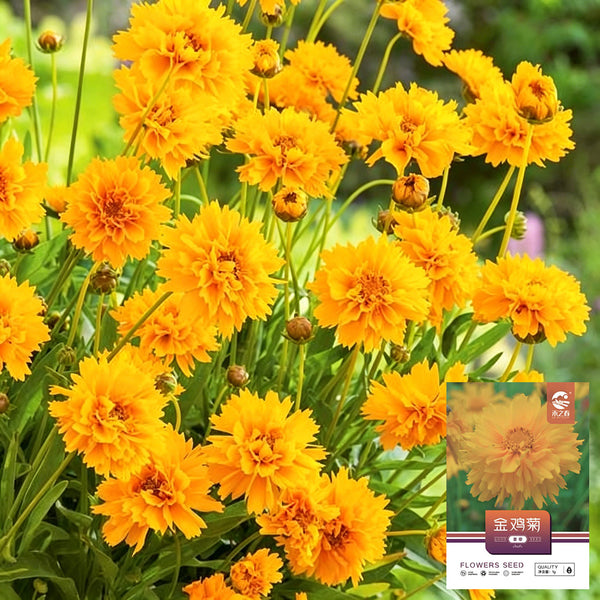 Coreopsis, 1g