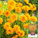 Coreopsis, 1g