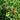 Strawberry-shaped Hot Pepper Seeds, 1g
