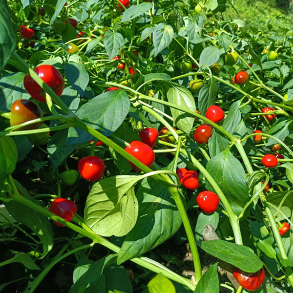 Strawberry-shaped Hot Pepper Seeds, 1g